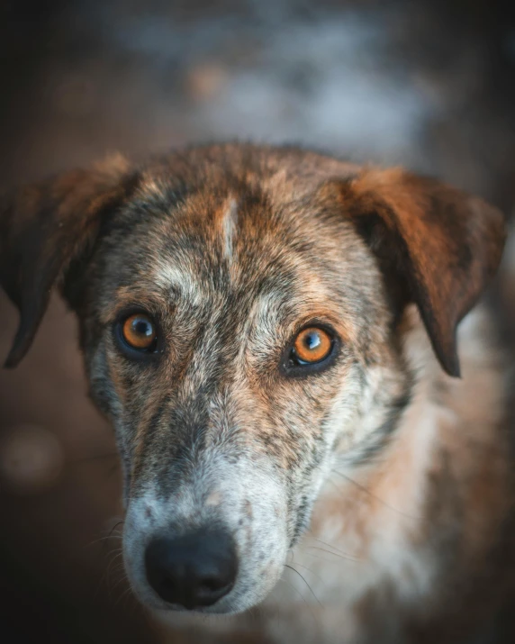 this is a dog that is looking at the camera