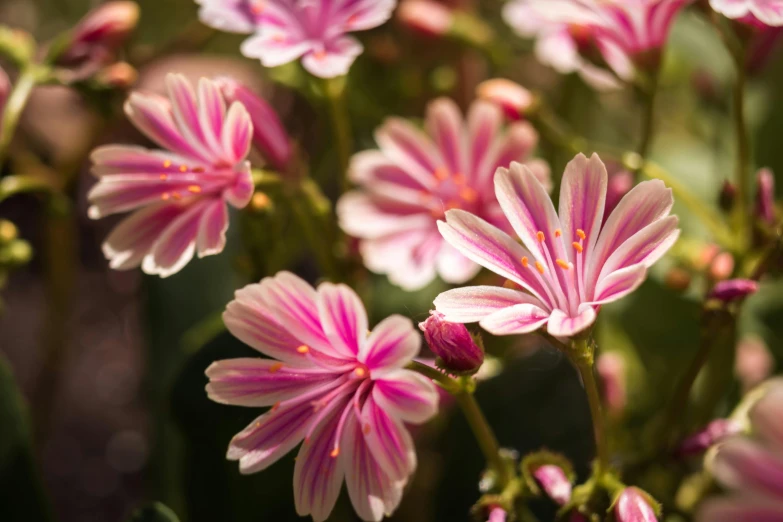 a bouquet of flowers with pink petals and stems