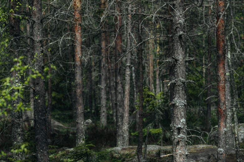 a forest with some very tall trees in it