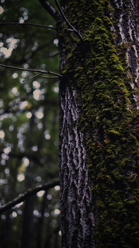 a mossy tree covered in lots of green leaves