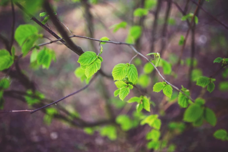 nches with leaves on them, with some green on it