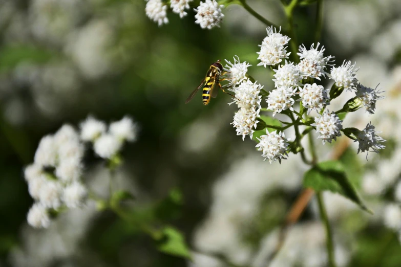 a bee that is standing on some white flowers