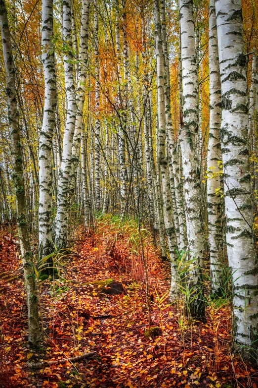 a grove of trees with some leaves on the ground