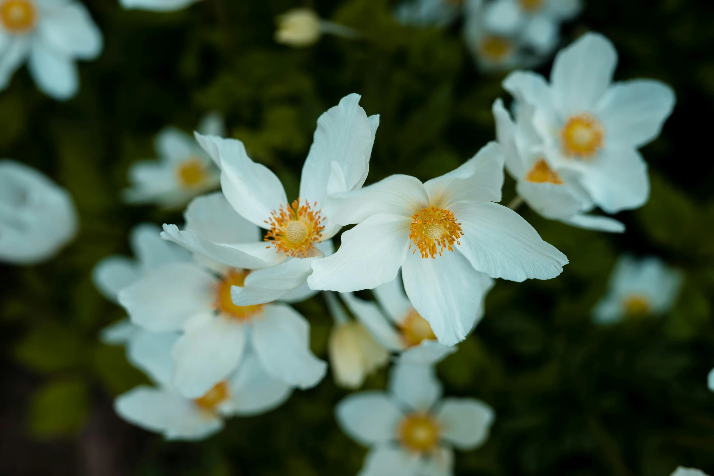 small flowers with yellow centers are shown