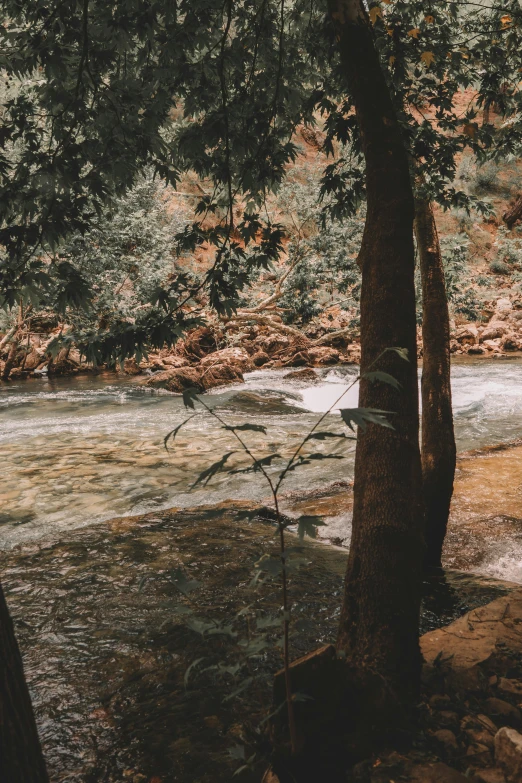 an image of a tree next to water