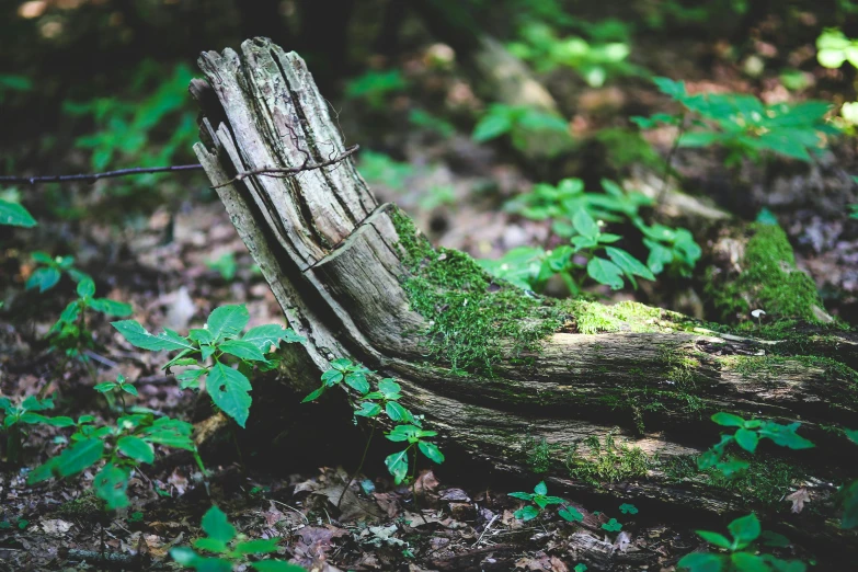 an old log with moss growing from it