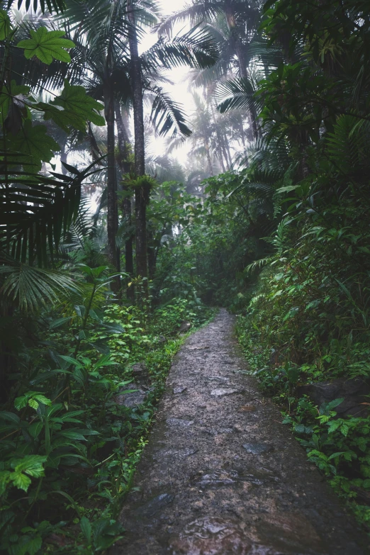 a trail in the jungle that is narrow