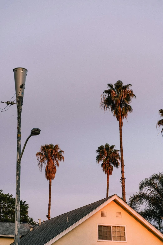 several palm trees next to a white house