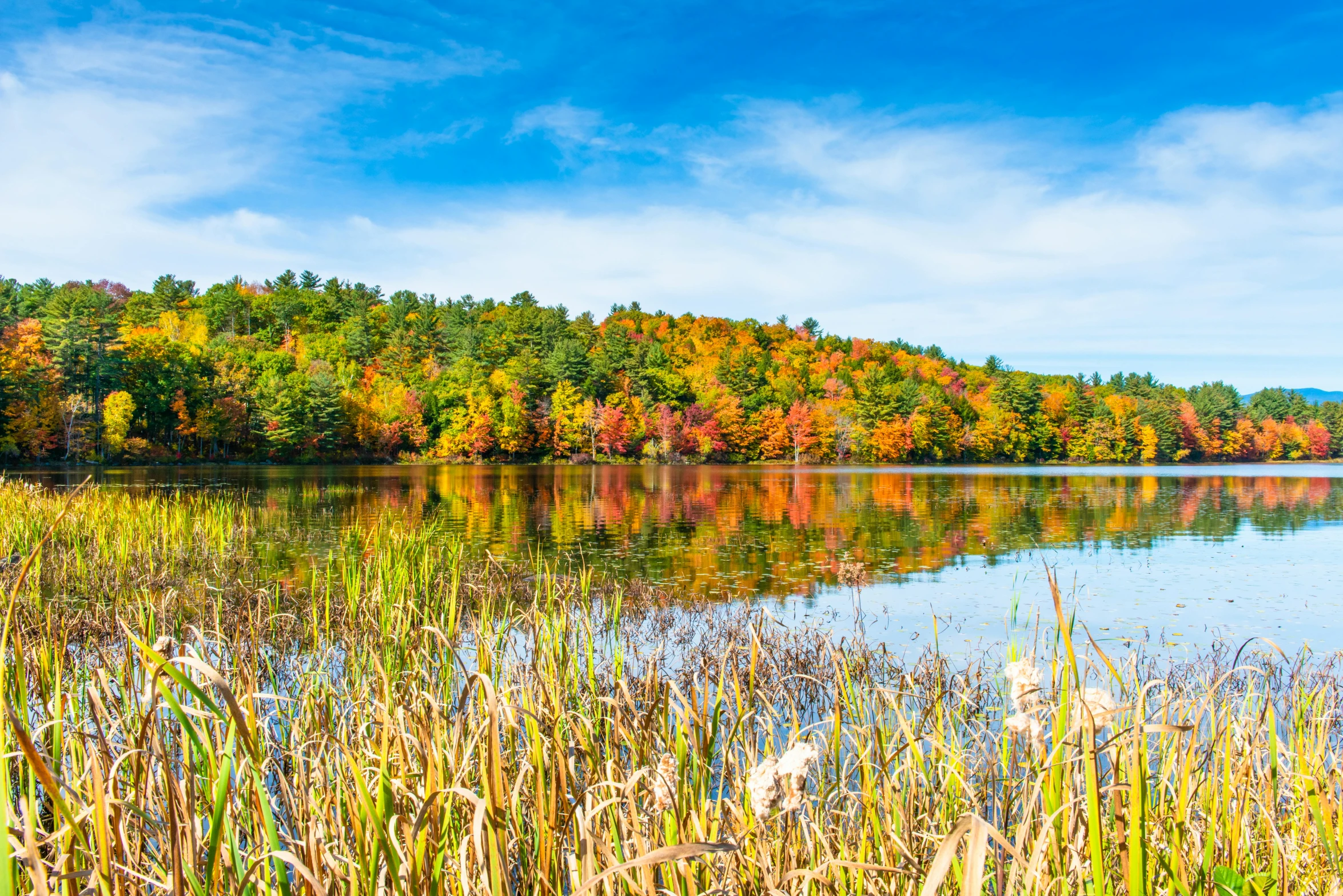 a view of a lake in the woods