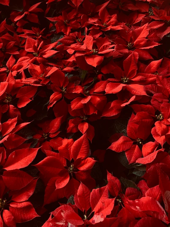 red poinsettias in the sunlight with little green leaves