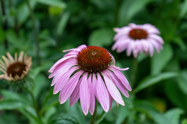 a group of flowers on green plants with one large purple flower