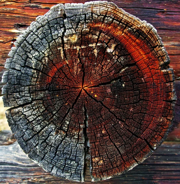 a section of a tree with wood showing
