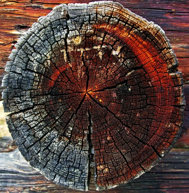 a section of a tree with wood showing