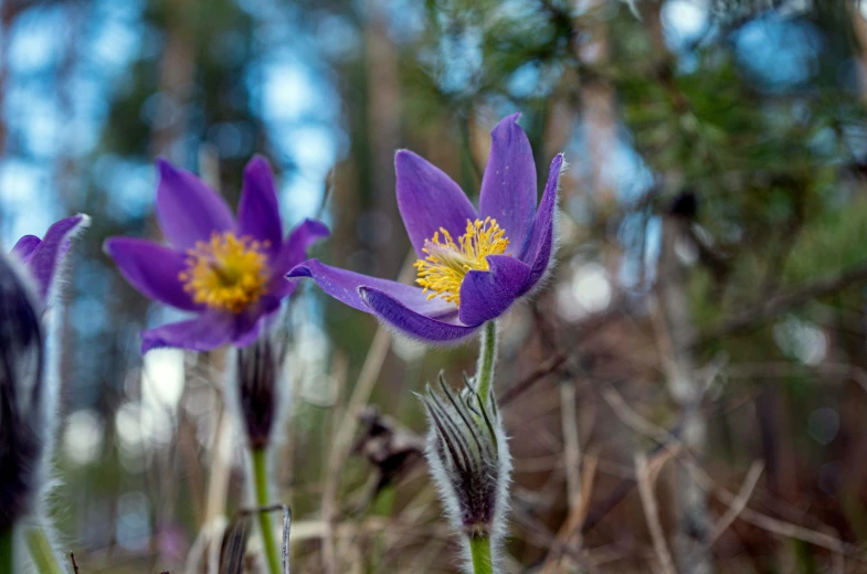 the crocys flower has long stem petals