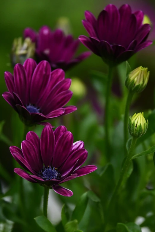 there are several large flowers with many purple petals