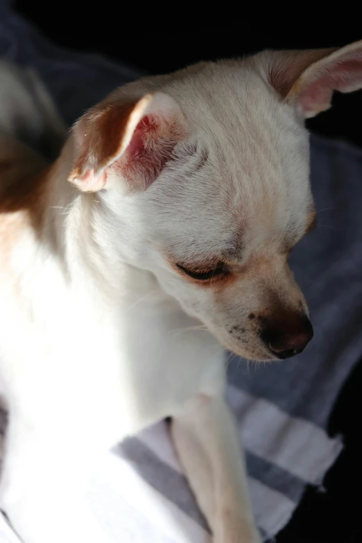 a dog that is sitting down looking away from the camera