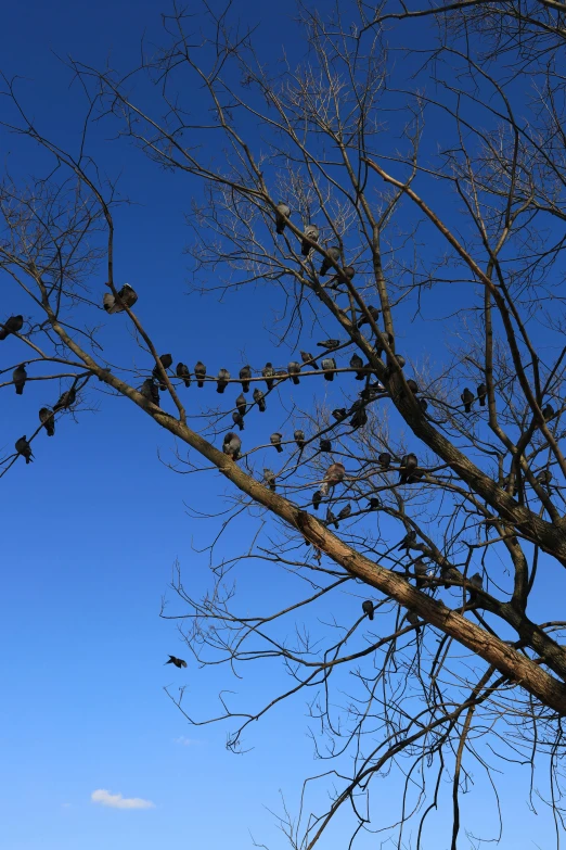 the nches of trees without leaves against a blue sky