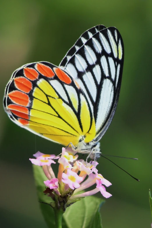 a close up view of a colorful erfly on a flower