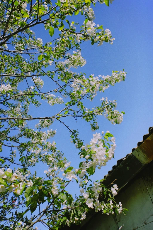 flowers bloom on the nches of a tree