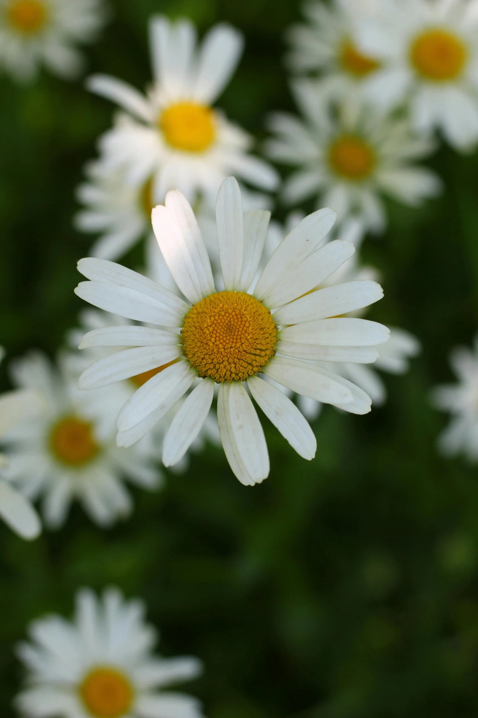 many white flowers growing in the grass