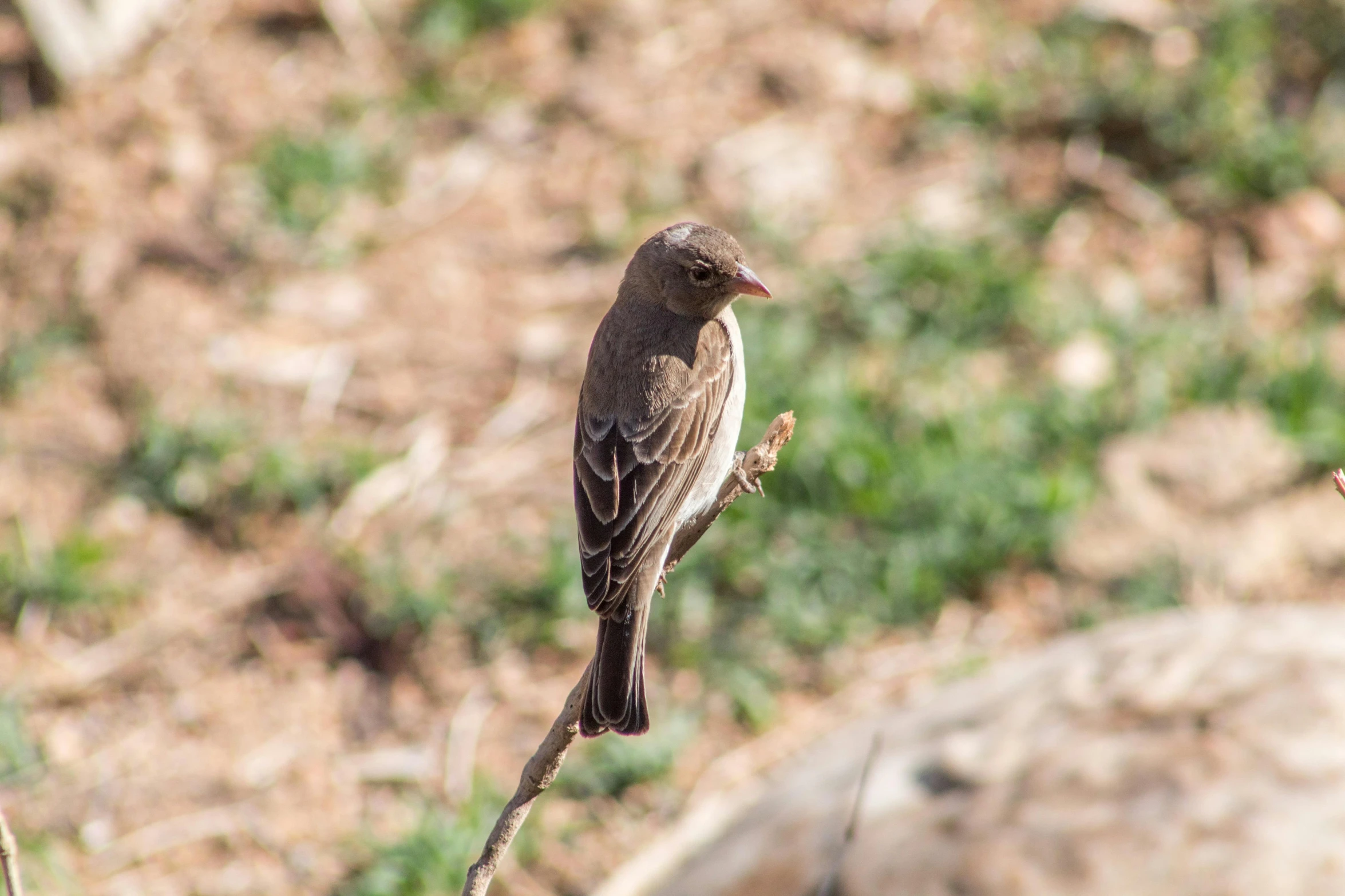 a small bird sitting on top of a dead tree nch