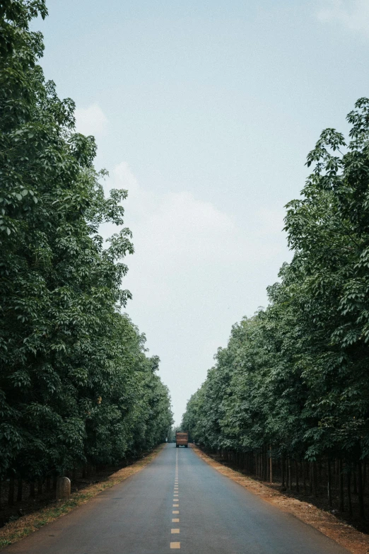 a tree lined road on a cloudy day