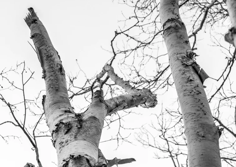 looking up at a large tree with snow on the trunk and nches