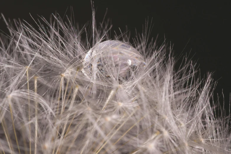 close up of dandelion on black and white image