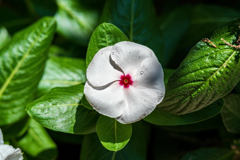 a white flower with a red center and green leaves