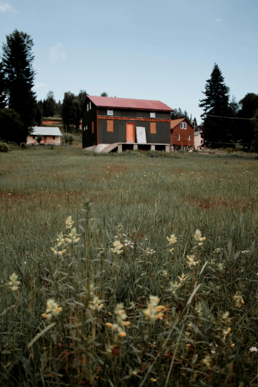 an image of a grass field with some flowers