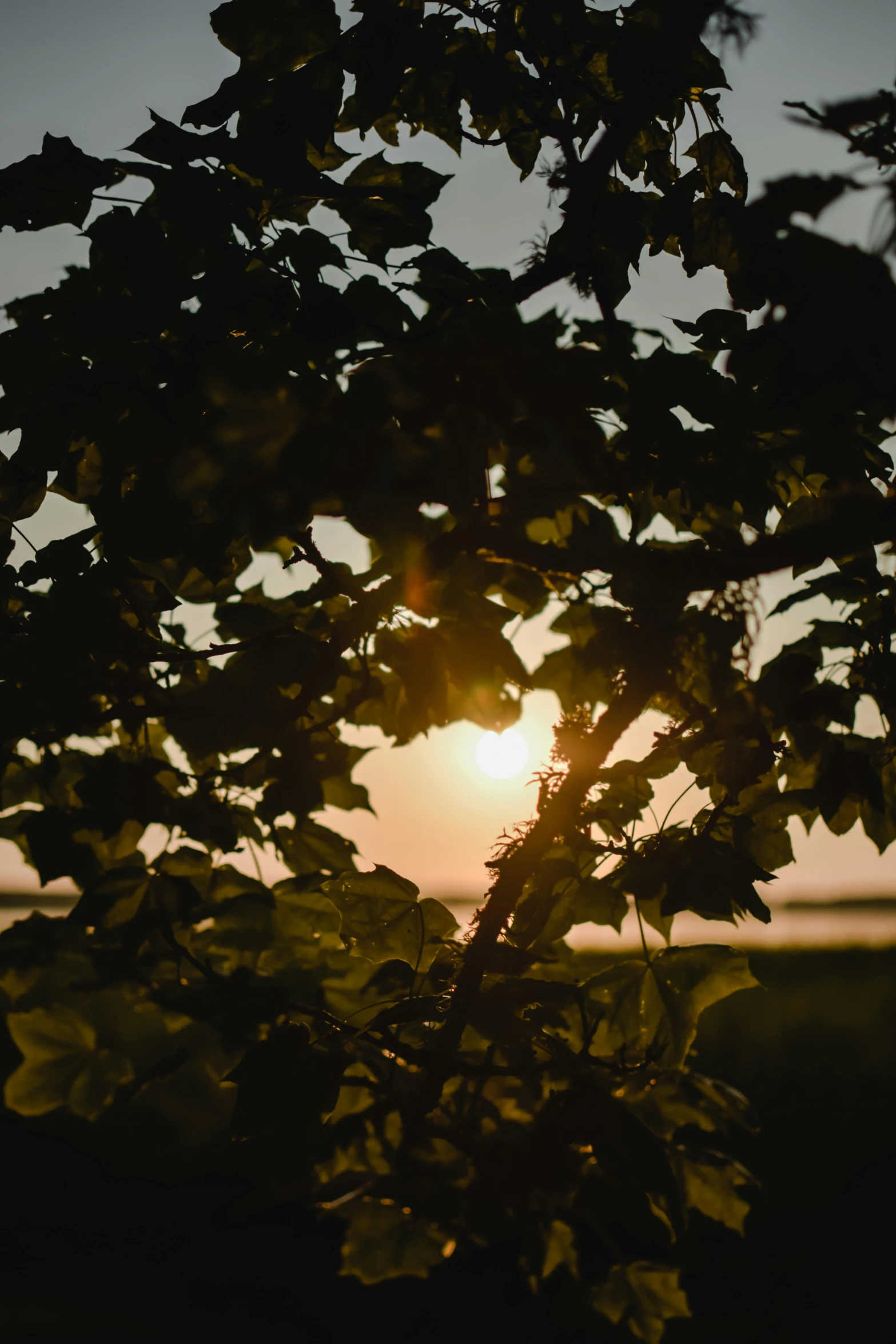 the sun is shining through leaves on a tree