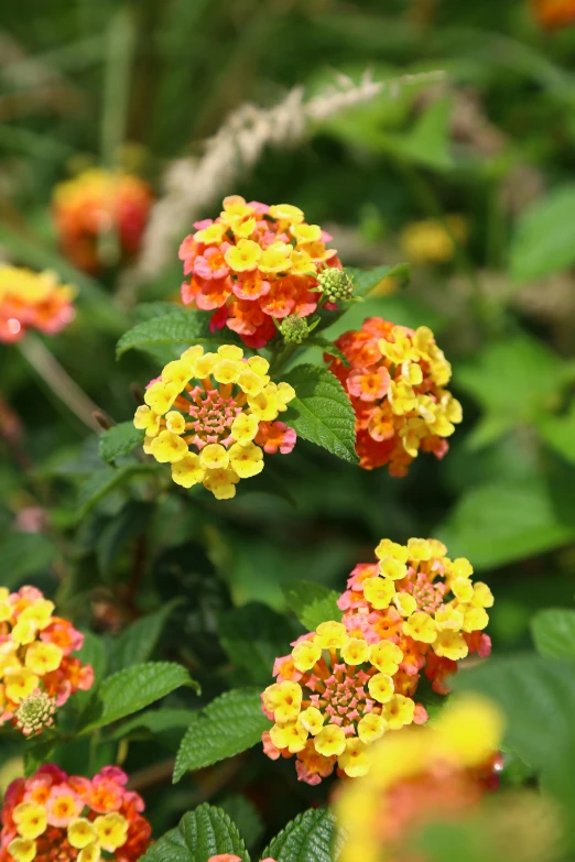 the orange and yellow flowers are blooming very nicely