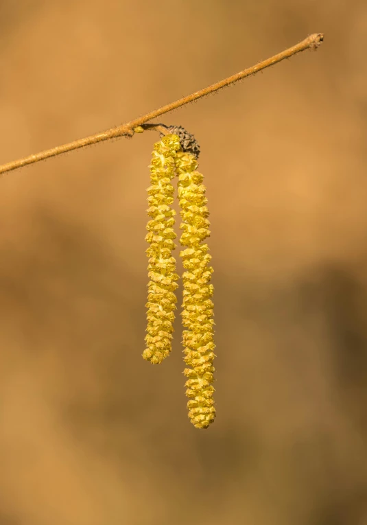 the large, yellow flowers are hanging on a thin nch