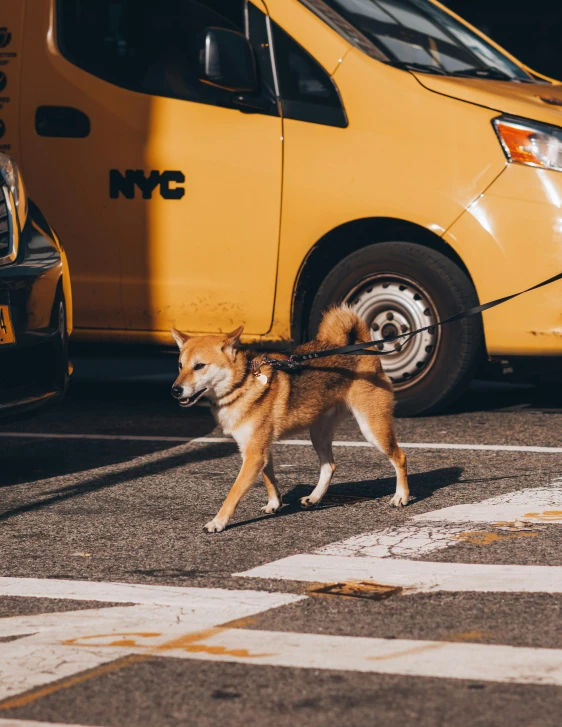 a little dog is walking across the street in front of a taxi cab