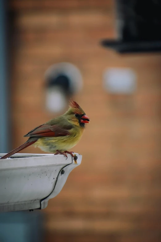 a bird sitting on a side of a building