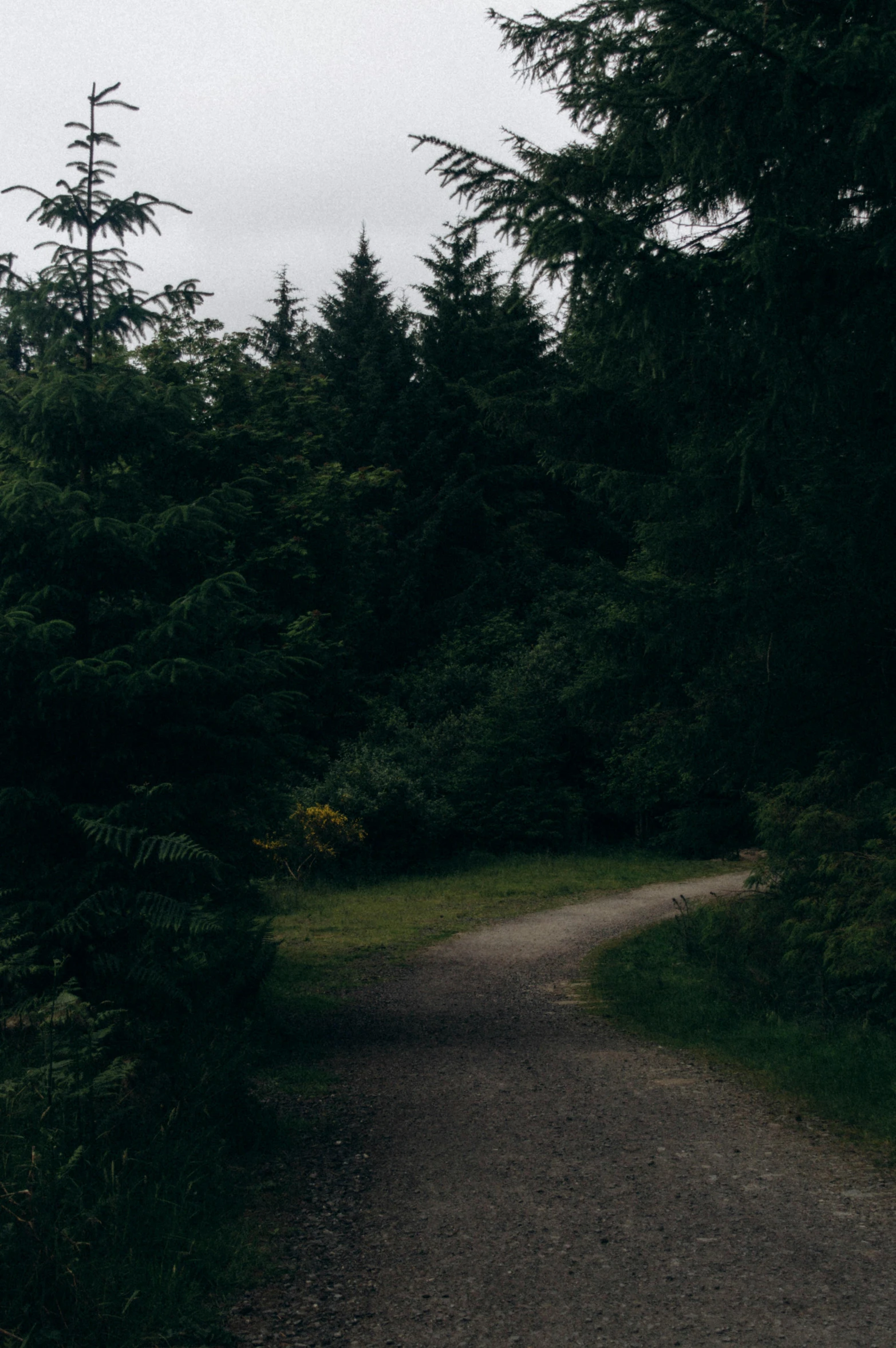 an empty trail surrounded by trees on either side