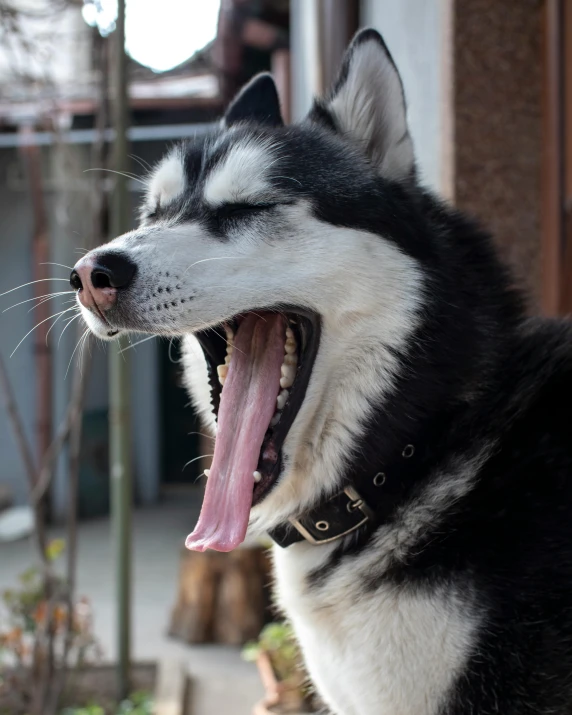 a dog with its mouth open has his tongue open