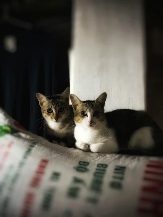 the cats are relaxing in the window sill