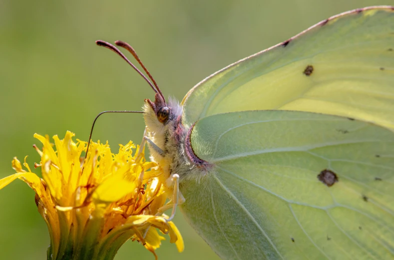 a erfly resting on the back of a yellow flower