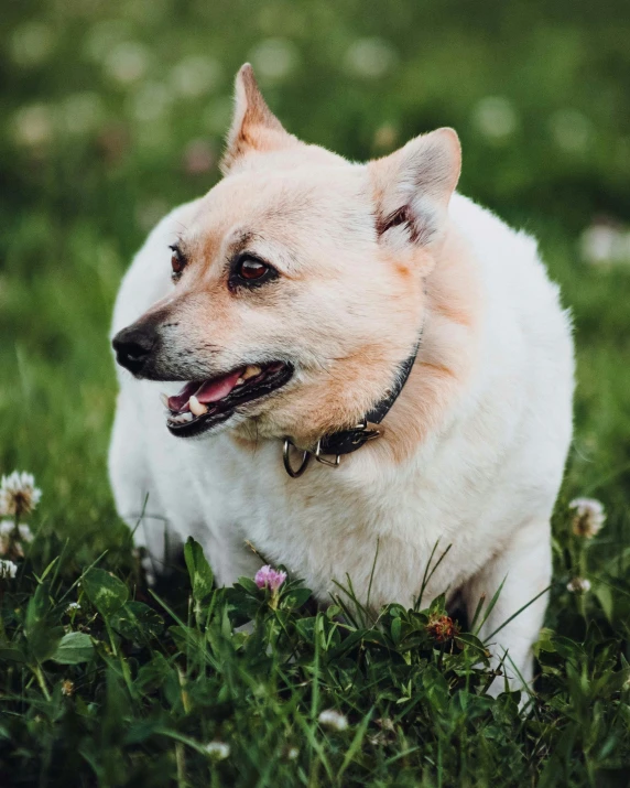 a dog looking up while laying in the grass