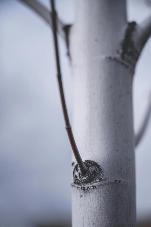 a thin, bare tree with some small brown nches