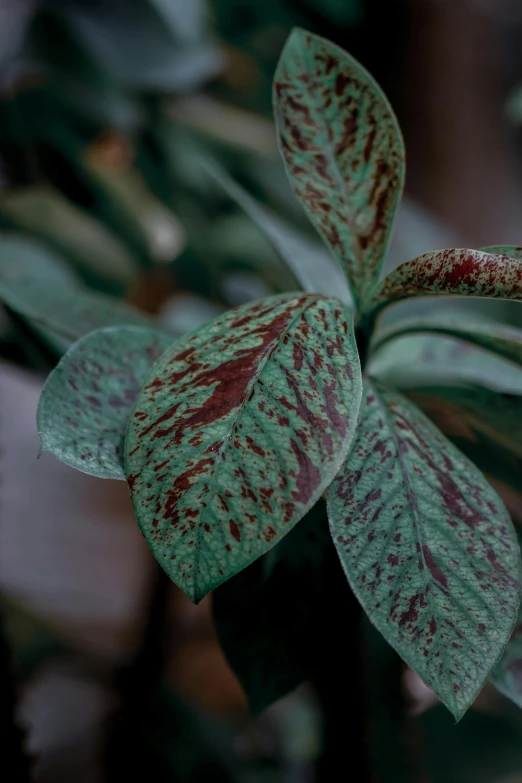 a close up of a flower with many green leaves