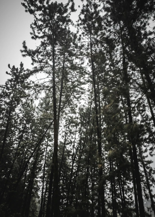 a number of trees in the background with very few leaves