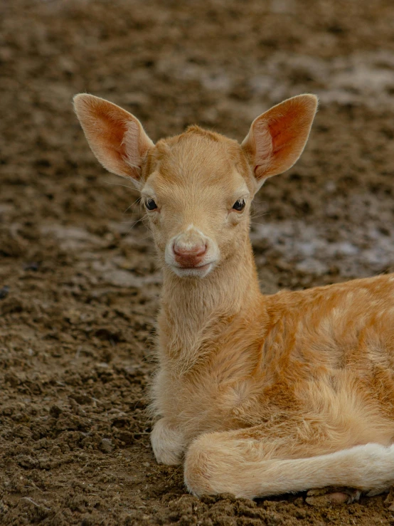 a baby deer laying in the mud