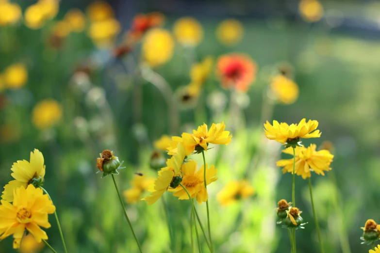 a close up of many different colored flowers