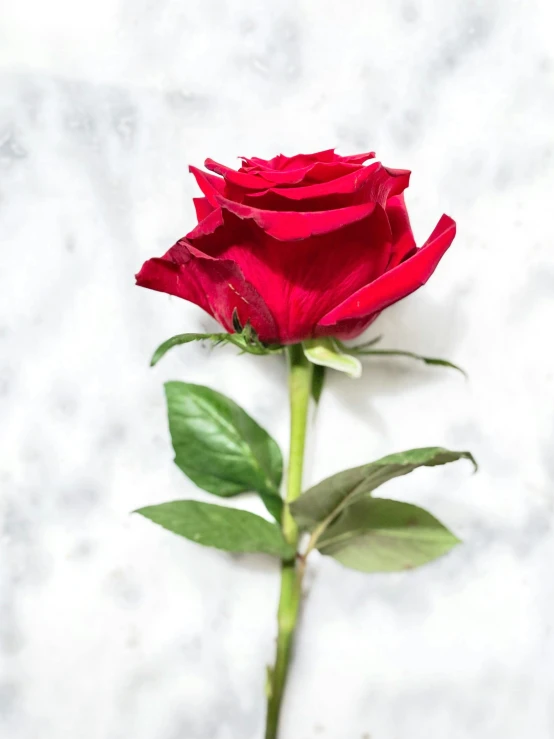 an image of a single red rose