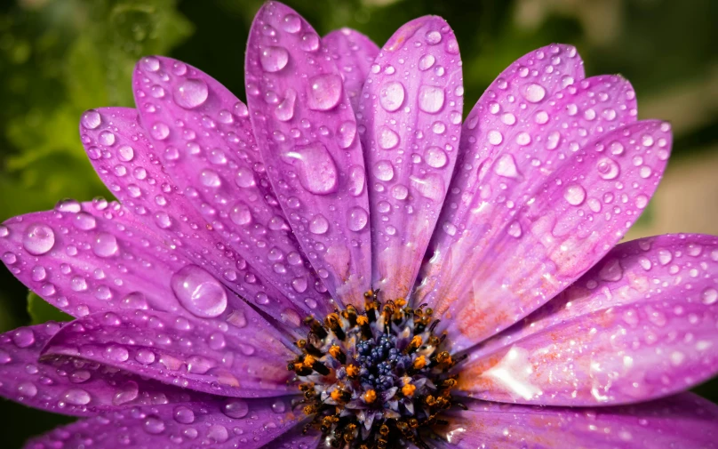 the blooming purple daisy has water droplets all over it