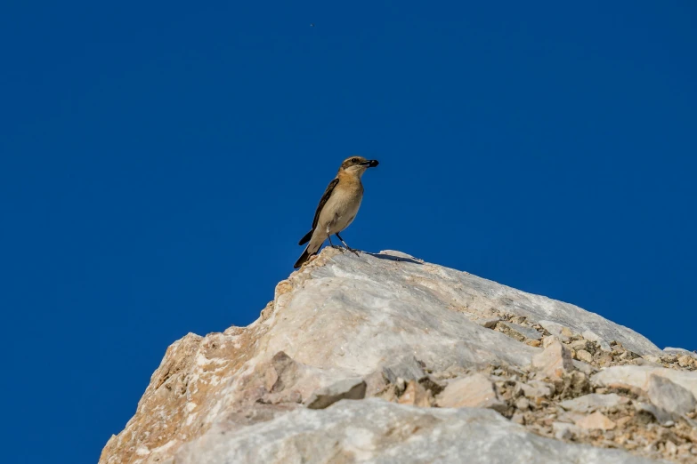 an image of a bird that is standing on top of a rock