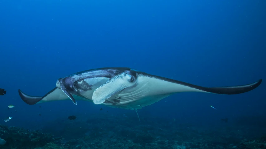 a man swimming with large squidy under water