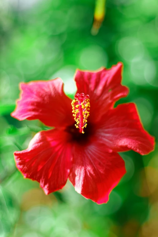 a bright red flower with lots of green leaves